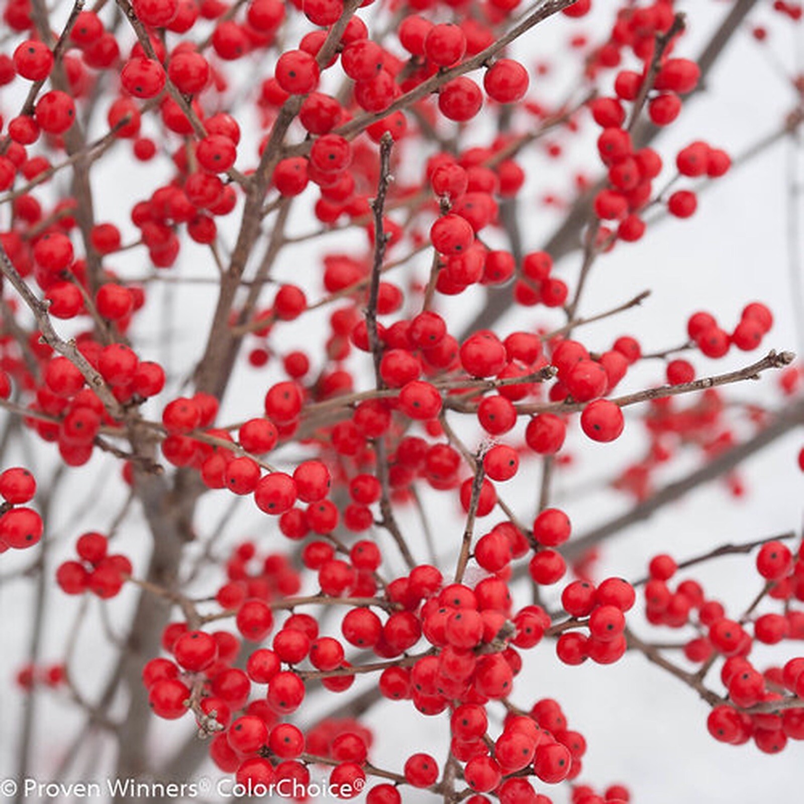 American Winterberry, Coralberry (Ilex verticillata), 1-2 year old