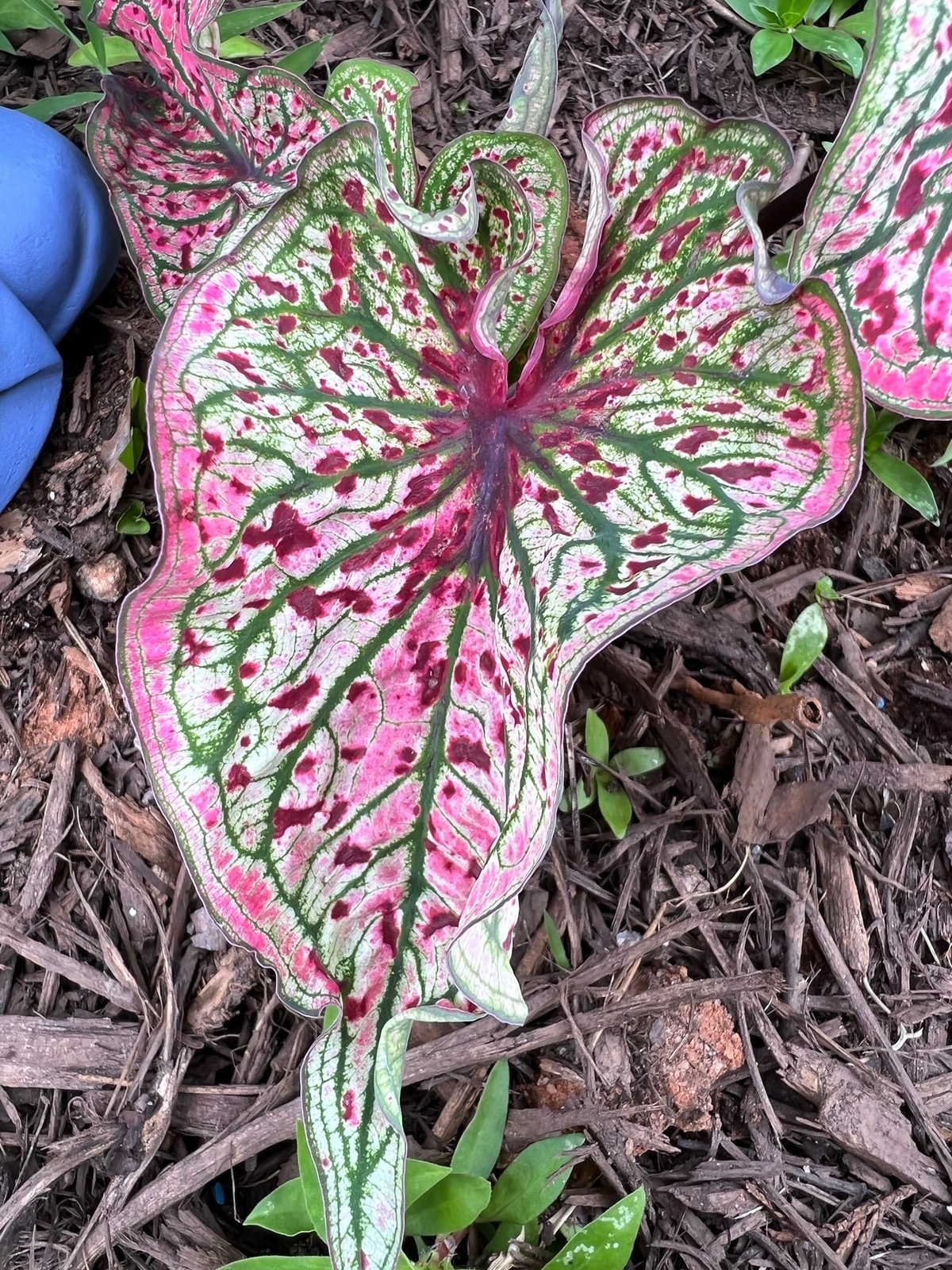 Blue Buddha Farm: ‘Spicy Lizard’ Caladium – Exotic Foliage with a Twist (2