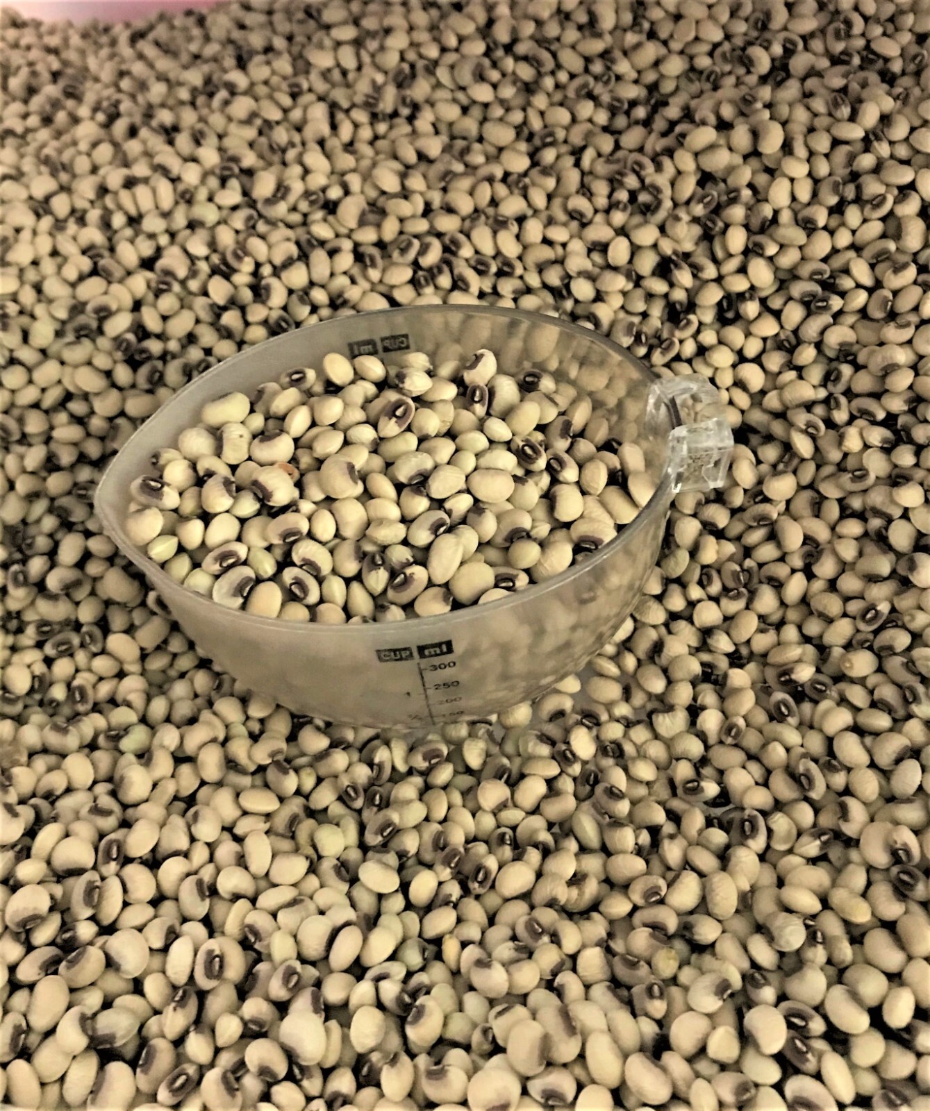 2000+ seed 1 Lb Mississippi Pinkeye Purple Hull Cowpeas Germ: 80%