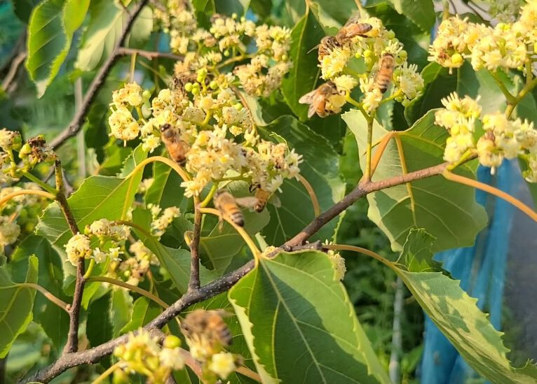 Japanese Raisin Tree (H. Dulcis) Tasty fruit, Apiarists, Honey, Rare [50+ SEEDS]
