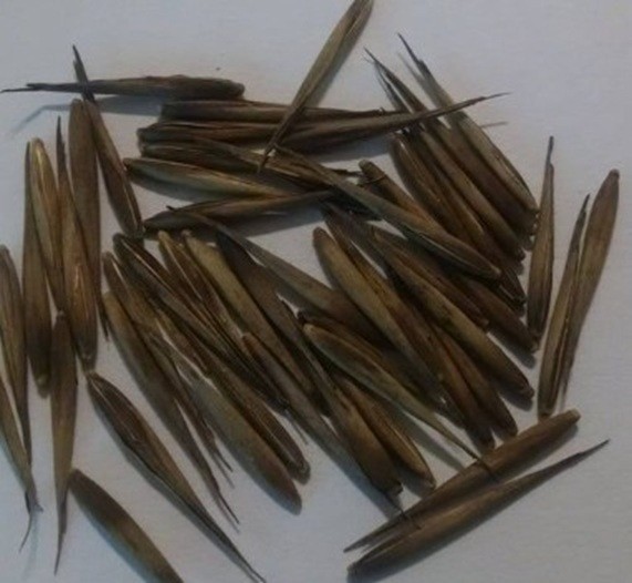 50 Golden Bamboo Seeds | Fast Growing | Cold Hardy | Privacy | USA Seller