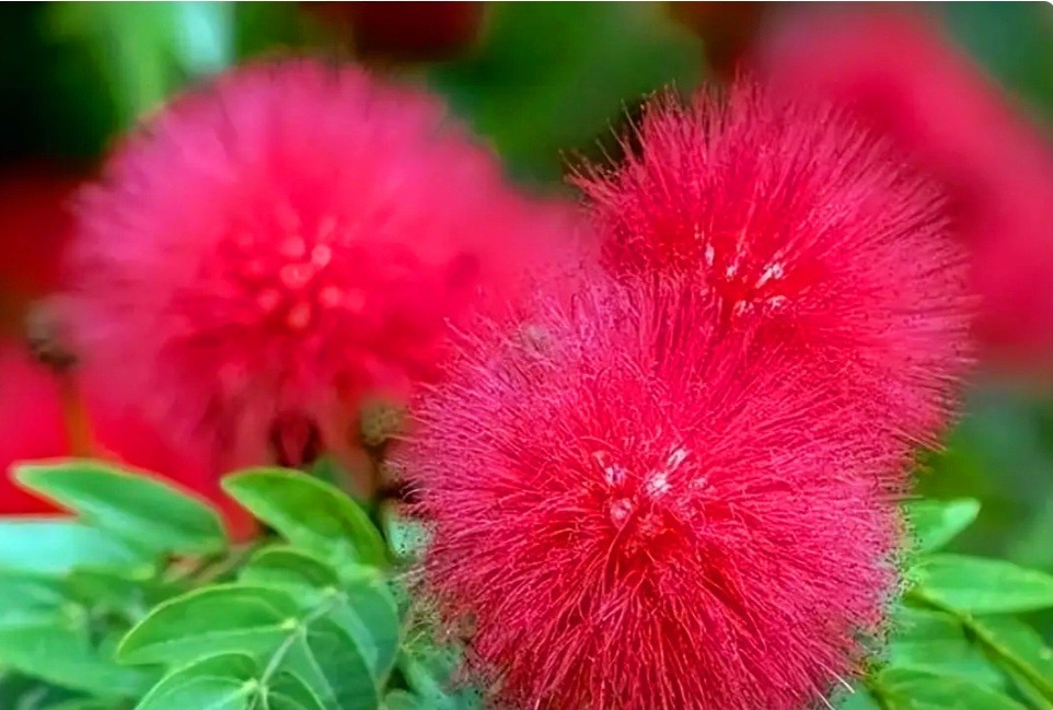 100 Mimosa Silk Tree Seeds Albizia Julibrissin Persian Silk Tree Red Blooms