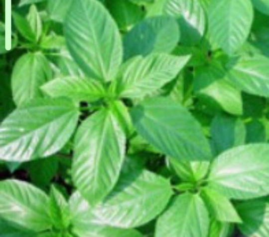FreeShip 1oz 14000 MOLOKHIA Egyptian Spinach seeds; Jew’s Marrow ملوخية Saluyot