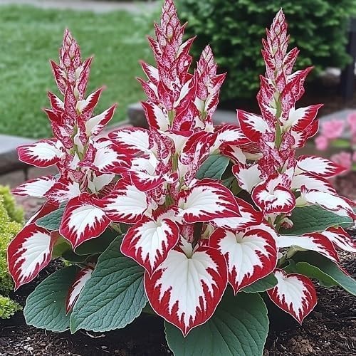 100+ Hosta Seeds for Planting Outdoors, Mixed Color Rare Flower Seeds, Shade …
