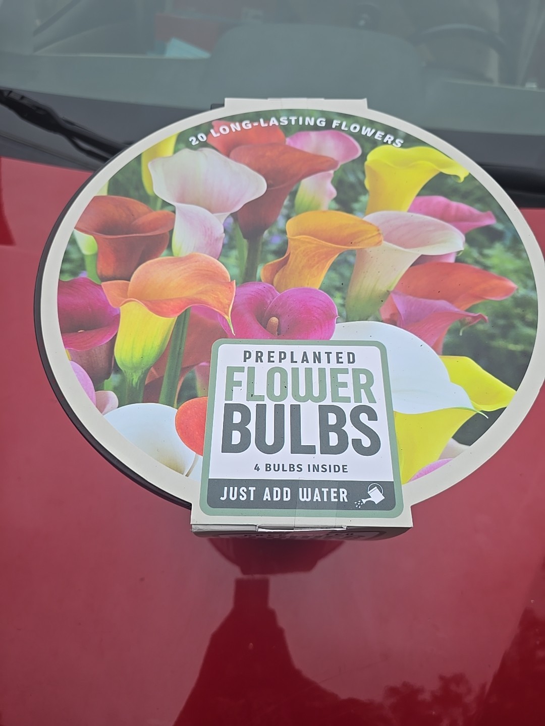 20 Long_lasting FLOWERS BULBS