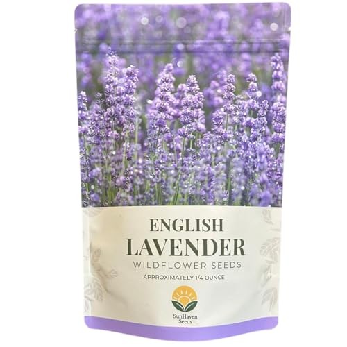 English Lavender Seeds — 5,000+ Seeds — 0.25 oz Resealable Packet of Non-GMO