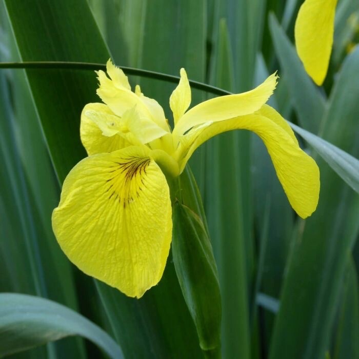 Bog Plant Water Lily Yellow Iris Flags Reblooming Perennial