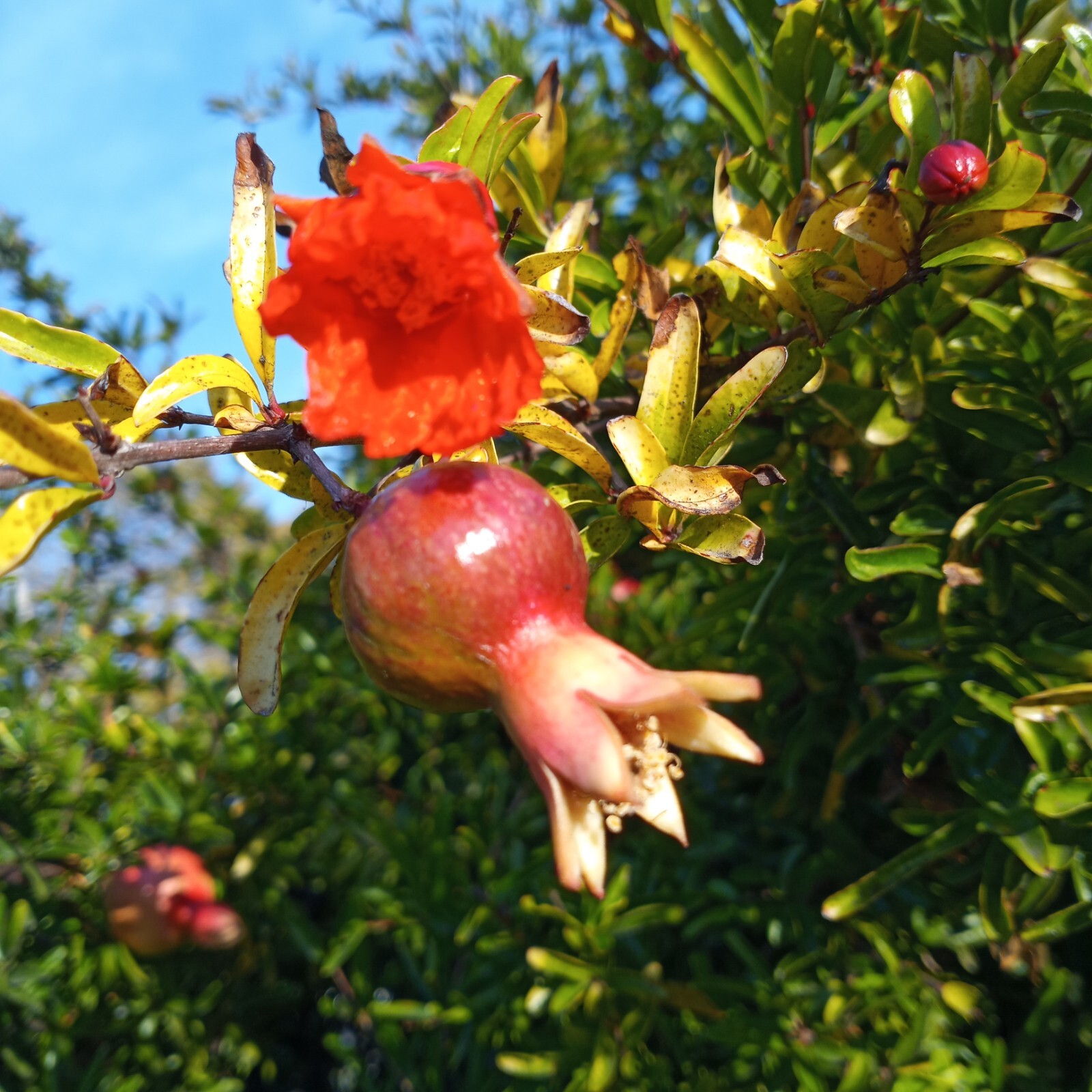 25 DWARF Pomegranate Tree Seeds Punica granatum Nana Garden Fruit House Plant