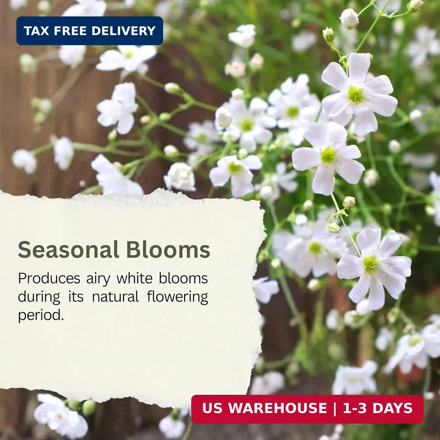 Baby’s Breath Seeds – 20,000+ Seeds – 1 oz Bulk Resealable Packet – Quick Bloomi