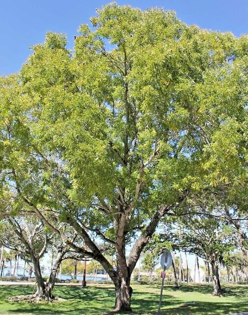 15 West Indies Mahogany Seeds, Swietenia mahagoni (Gathered 2023)