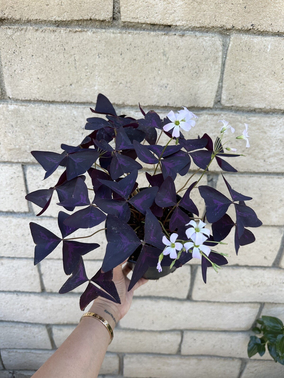 Purple Shamrock – Oxalis triangularis Bulbs Easy Grow Perennial Love Plant In 6”