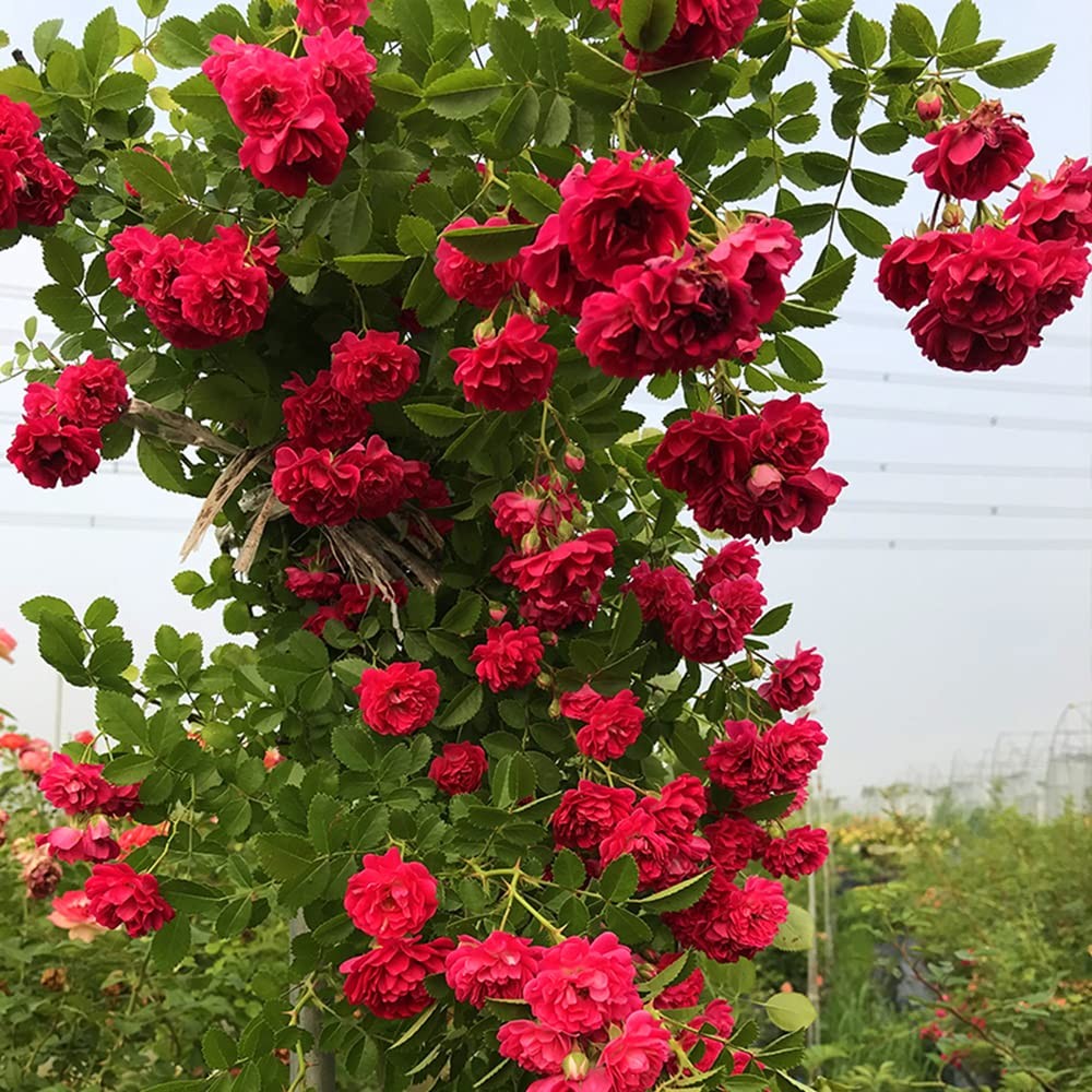 200+ Mix Climbing Rose Seeds for Planting Outdoors