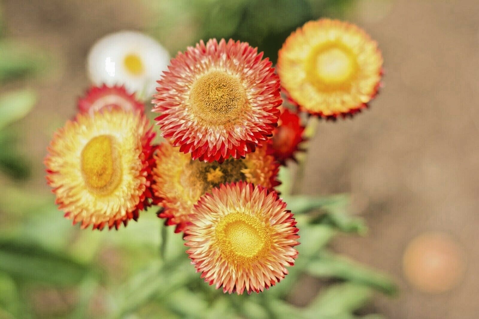 401+STRAWFLOWER MIX Flower Seeds Wildflower Dried Cut Flowers Garden Container