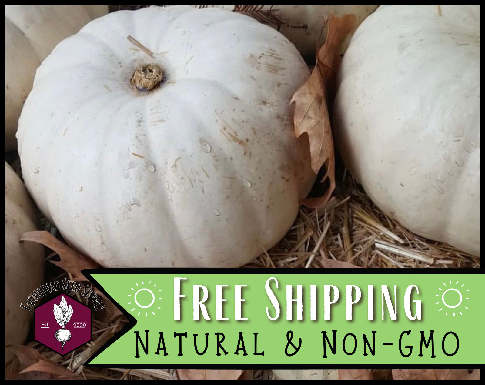 10+ White Queen Pumpkin Seeds | RARE HEIRLOOM, Vegetable Gardening, Non-GMO
