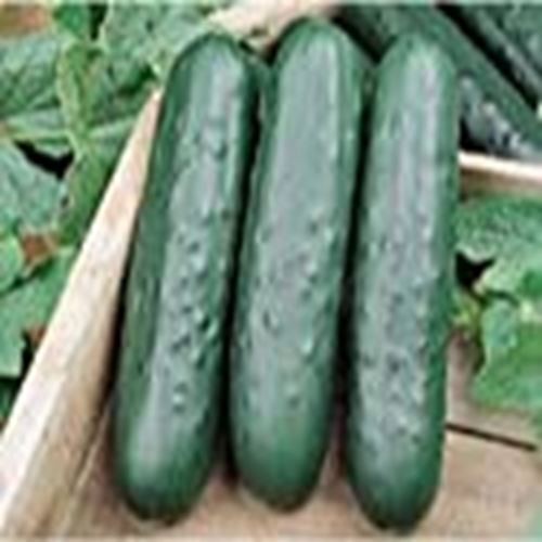 Speedway Cucumbers Seeds (((25 Seed Packet))) (More Heirloom, Organic, Non GMO,