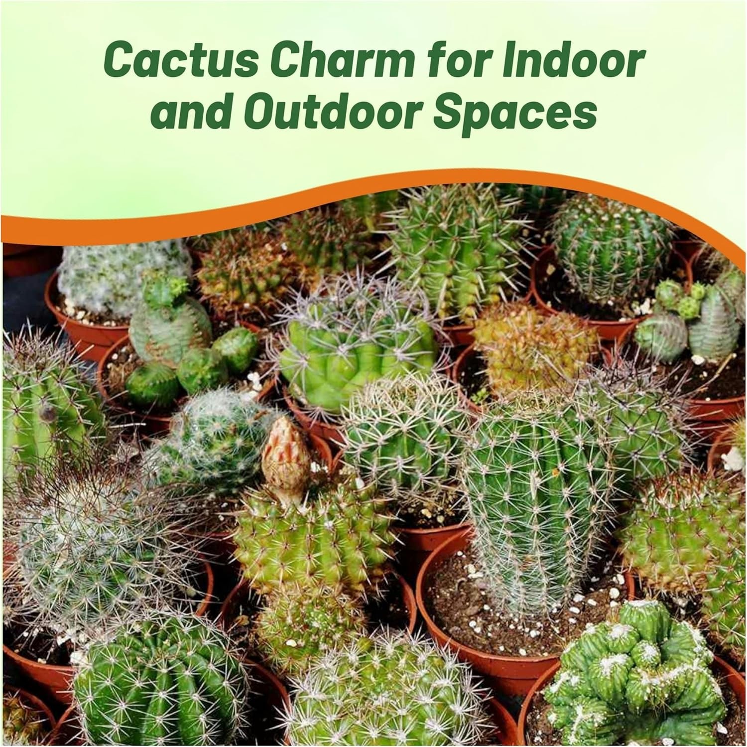 2000 Seeds Cactus Seed Mix For Planting – Cacti Succulent Mix Flower Seeds