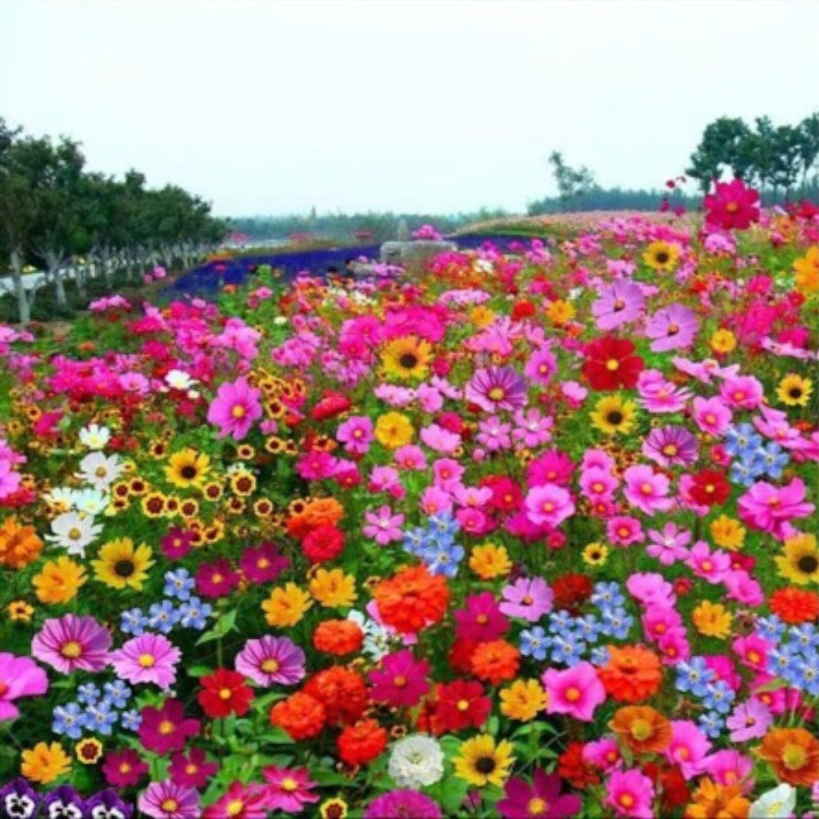Seasonal Enchantment Garden – 200pcs Mixed Perennial Flower Seeds Collection