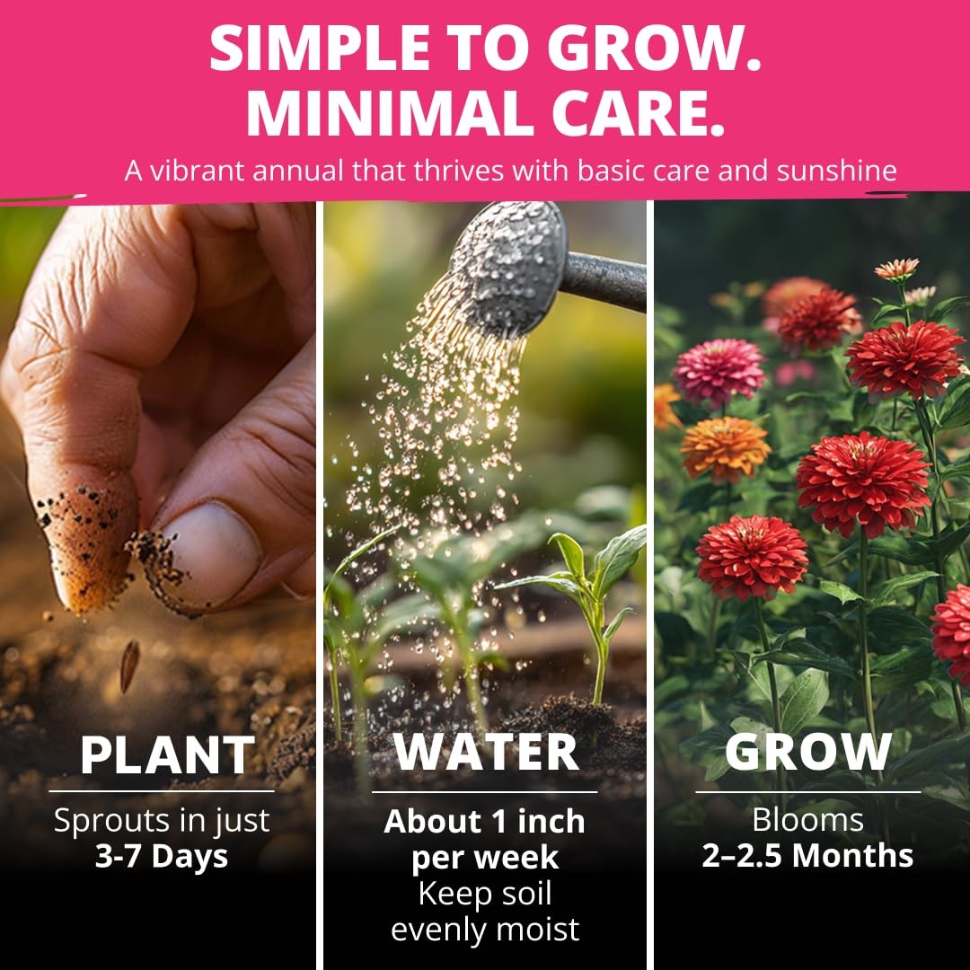 Zinnia Dahlia Seeds Pack for 2026 Non GMO 524 Flower Seeds | Vibrant Zinnia E…