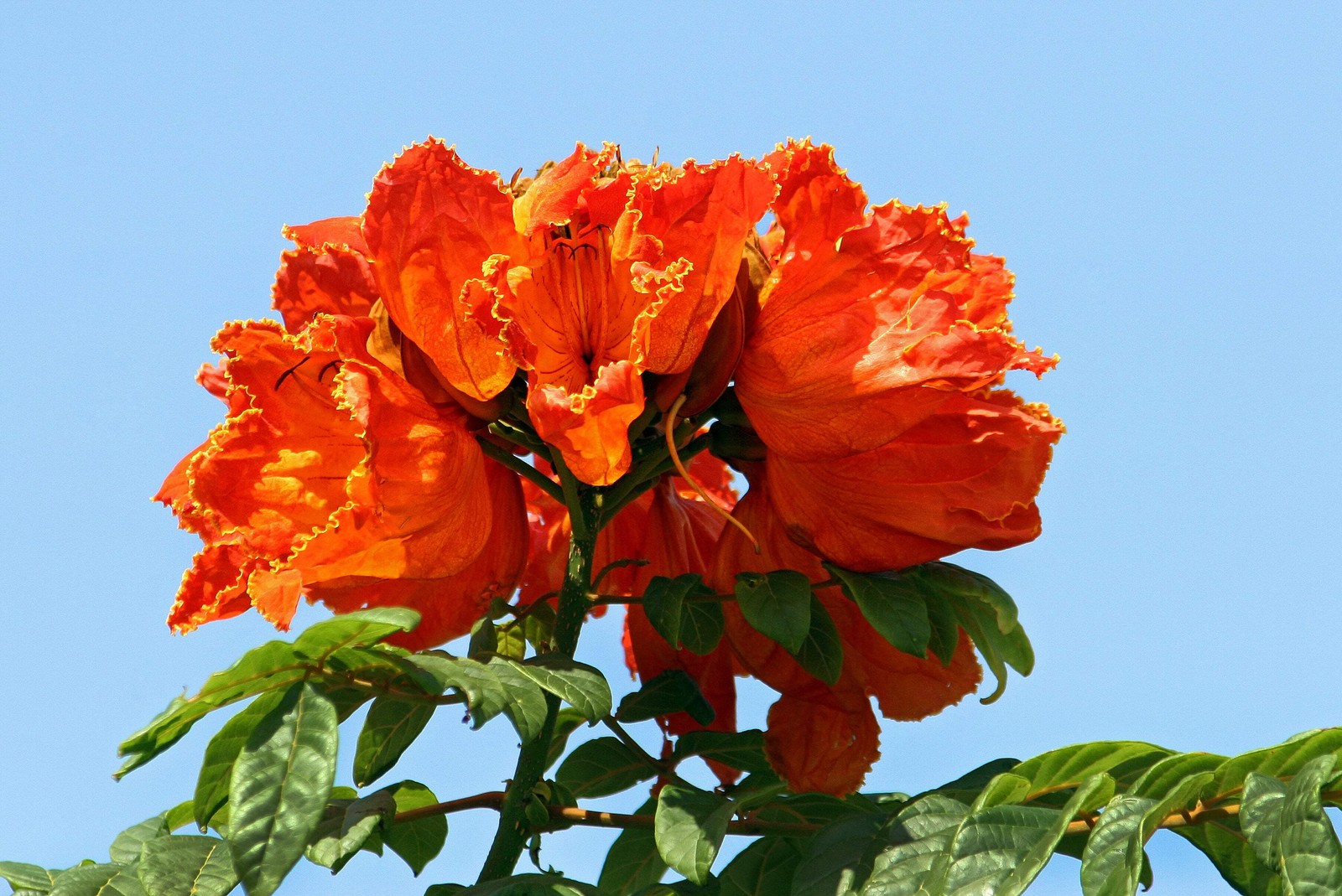 15 Red AFRICAN TULIP TREE Fire Tree Flame of Forest Spathodea Campanulata Seeds