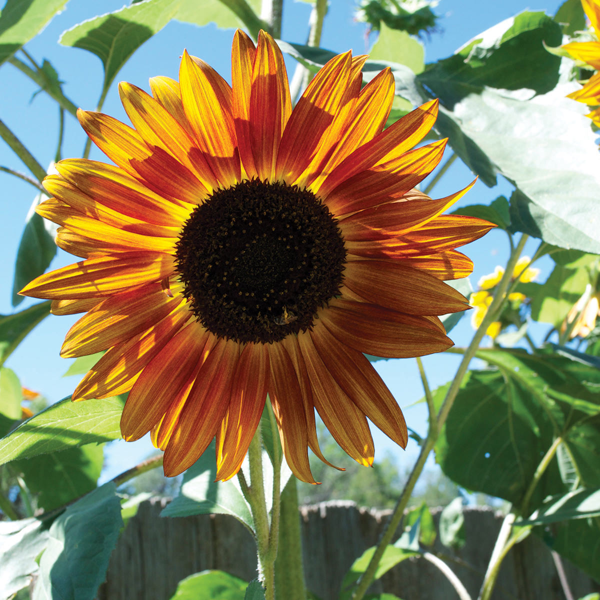 75+AUTUMN BEAUTY SUNFLOWER MIX Flower Seeds Fall Colors Native Wildflower Easy