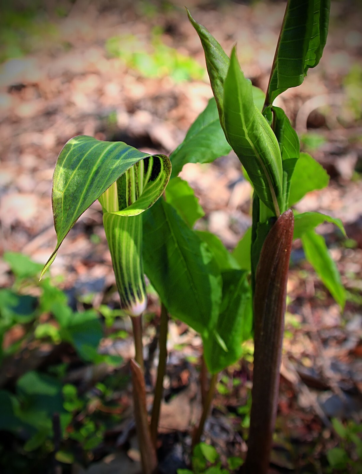 Arisaema tortuosum 20 Seeds Tropical Cobra or Whip Cord Lily