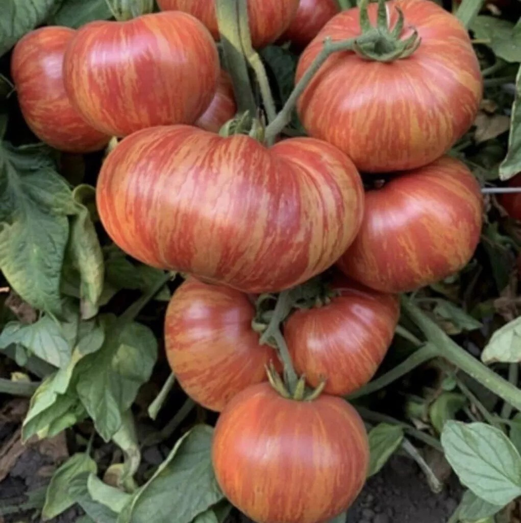 120+ Vintage Wine Striped Tomato Seeds – Beefsteak – Heirloom – HUGE 1 LB+ RARE