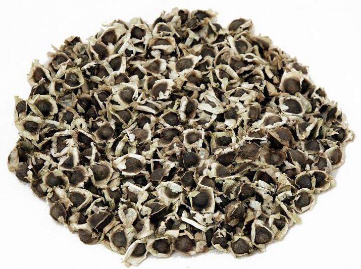 20 Organic Moringa Oleifera Drumstick Seeds NON GMO For Planting Sprouting Food