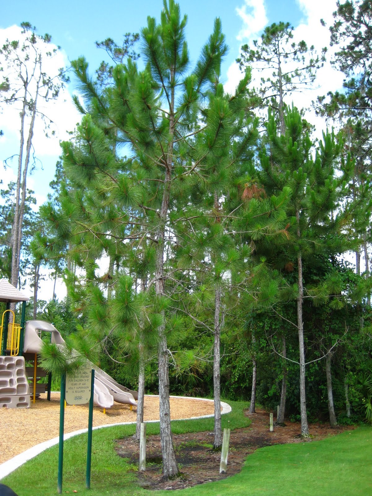 Loblolly Pine, Pinus taeda, Tree Seeds