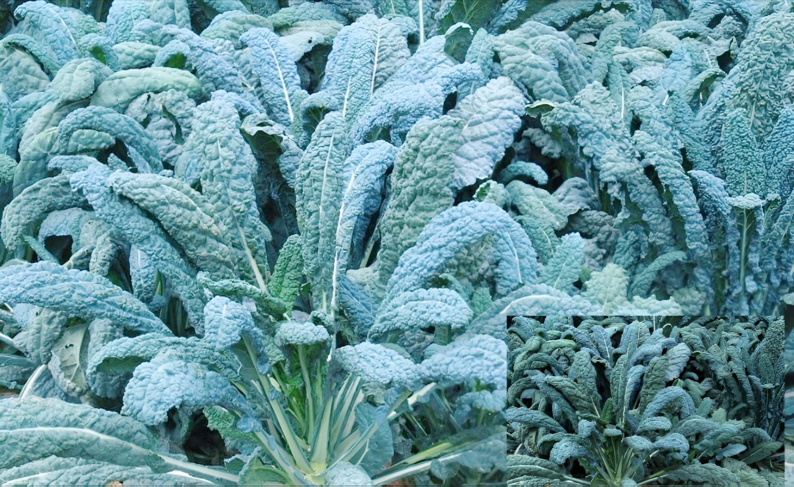 400+ Black Tuscan Kale Seeds | Dinosaur Kale| Lacinato kale |