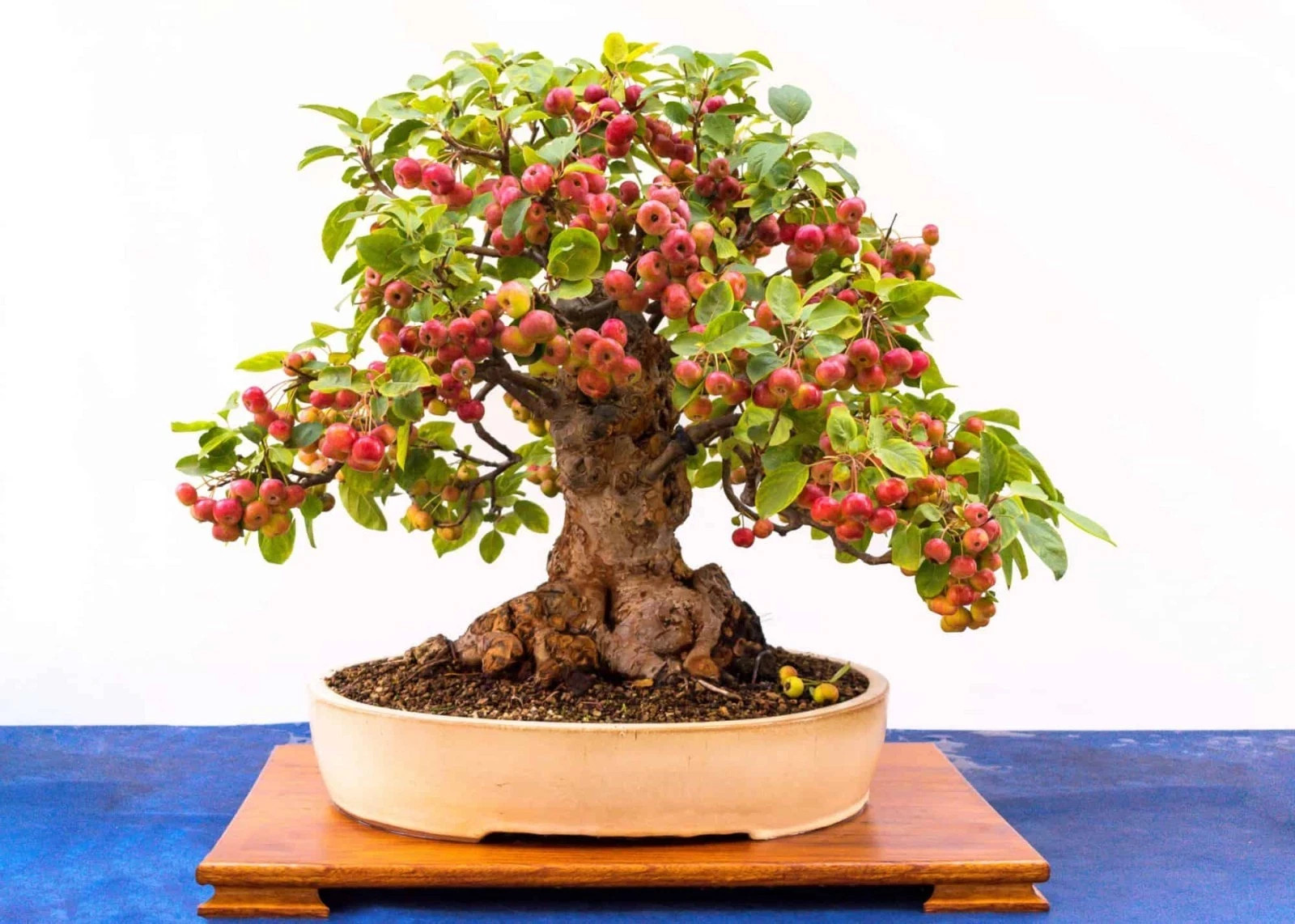 100+ European French Crab Apple Seeds (Malus sylvestris) Bonsai/Graft/Landscape