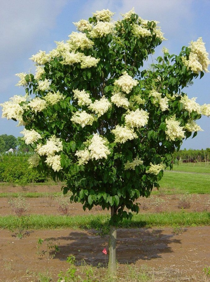 Syringa Reticulata 20 Seeds, Cold Hardy Fragrant Flowering Japanese Lilac Tree