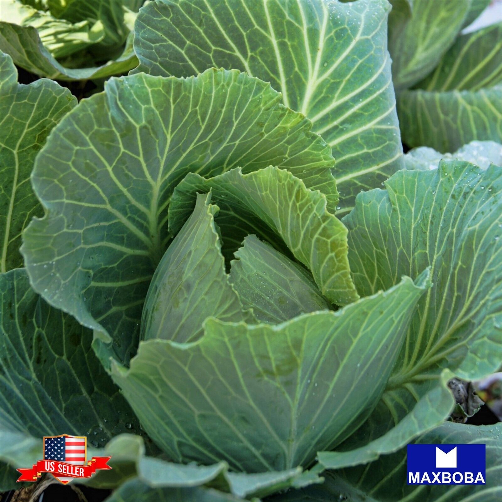 600 Brunswick Cabbage Fresh Seeds Non-GMO Heirloom Vegetable