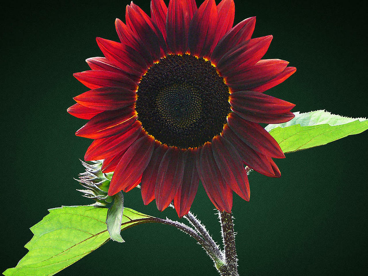 sunflower, CHOCOLATE CHERRY, 40 seeds! Annual sun flower GroCo buy US USA