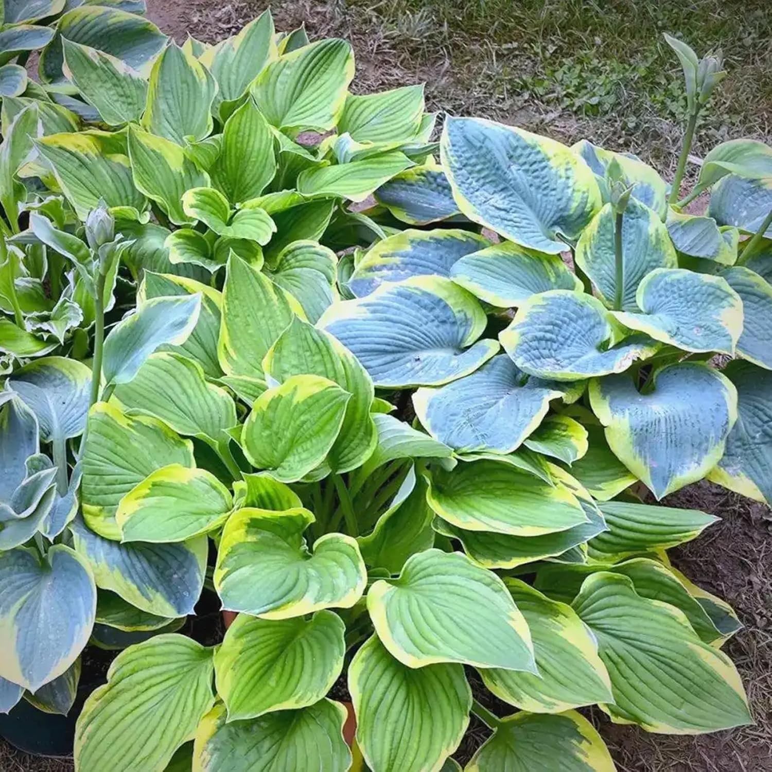290+ Hosta Seeds – Rare Perennial, Non-GMO, Long-Blooming Garden Flowers