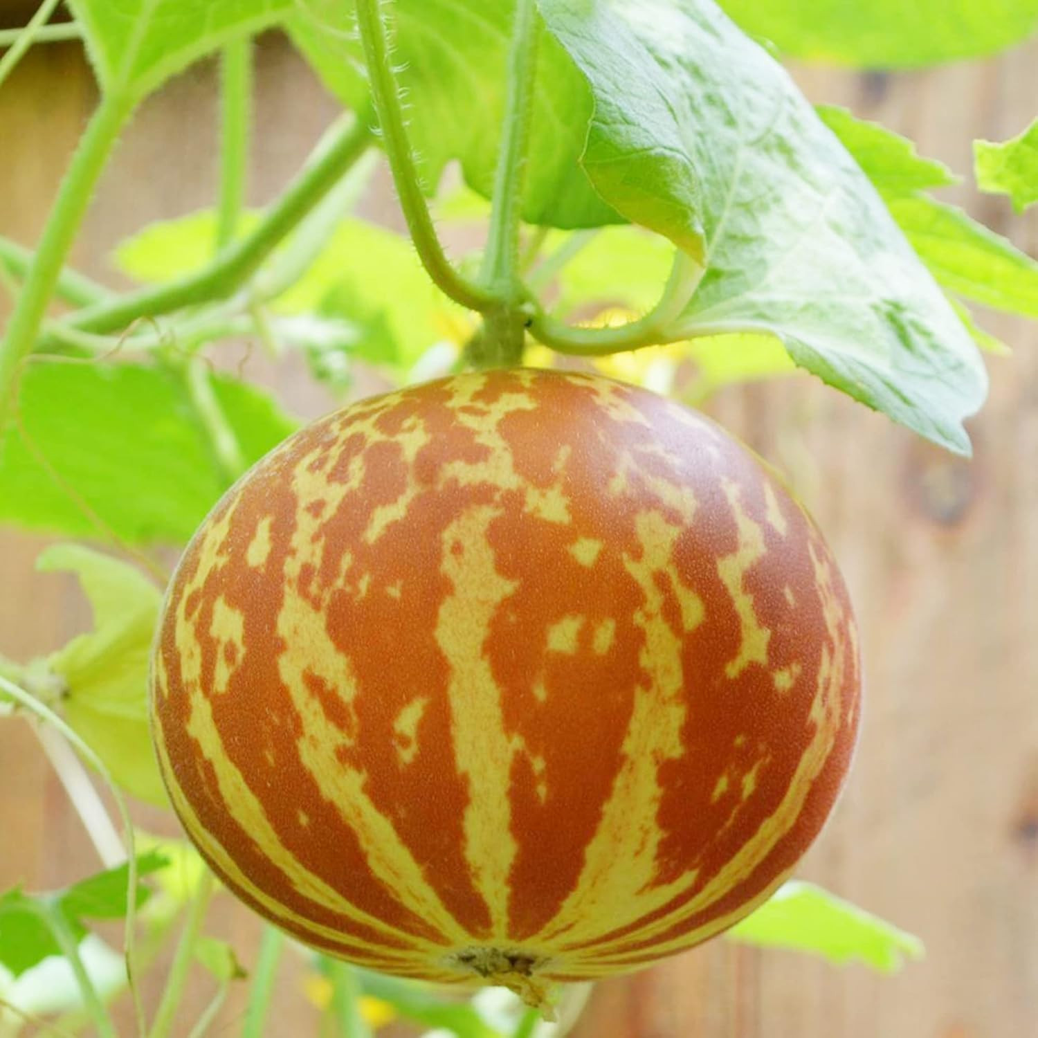 30Pcs Tigger Melon Seeds – Heirloom Striped Melons with Juicy Sweet White Flesh