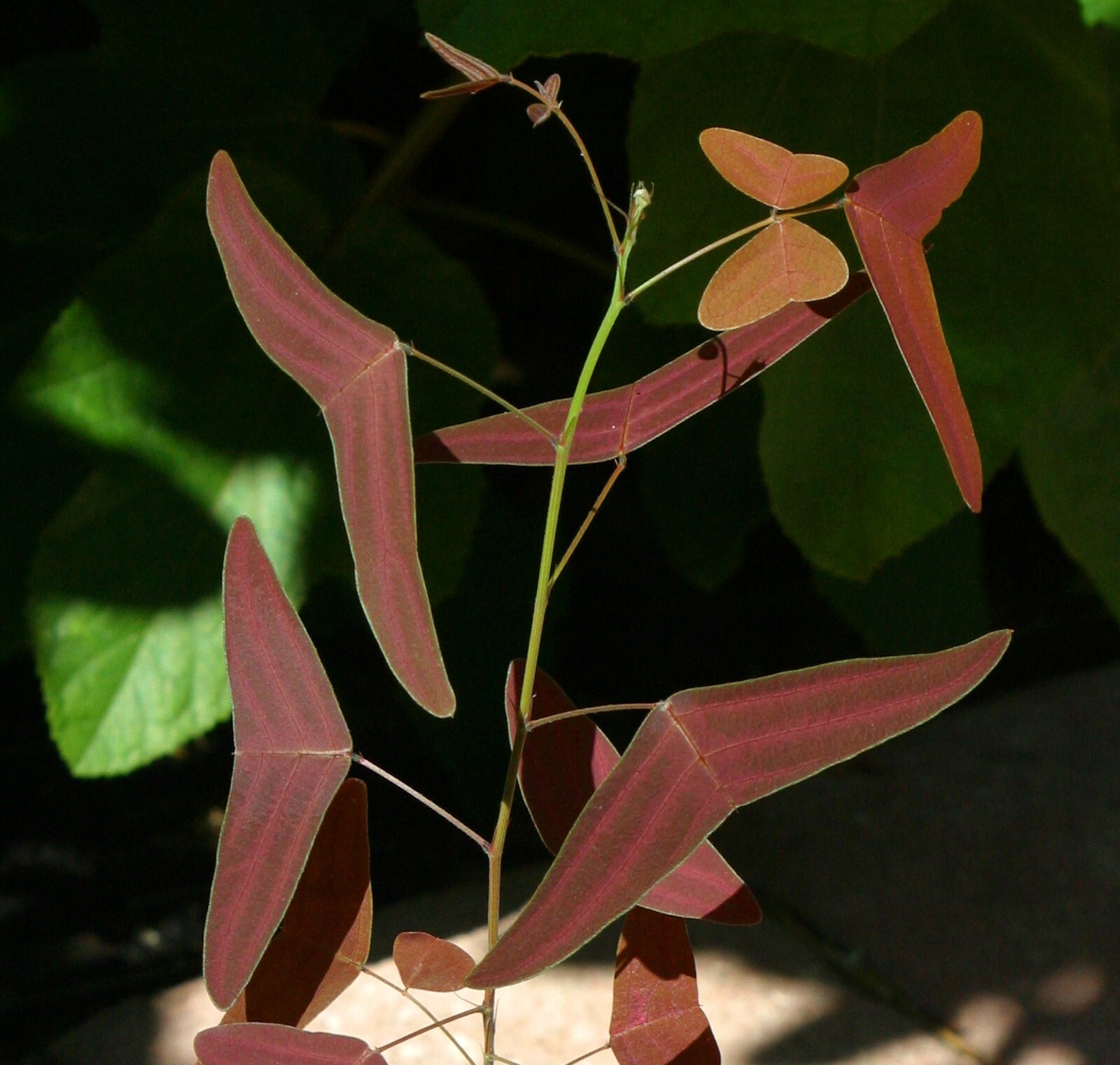 Christia vespertillionis (butterfly plant) RARE SEEDS