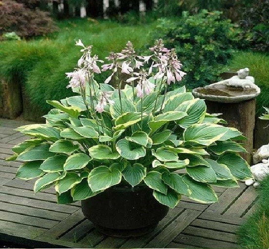 Hosta Seeds – 20+ Elephant Ears Hosta Plants Seeds for Planting Outdoor