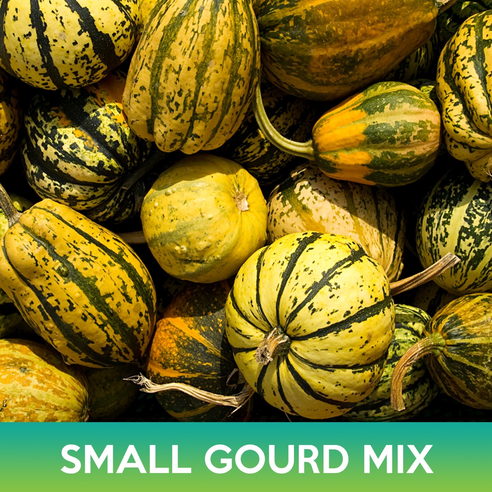 Small Gourd Mix Seeds