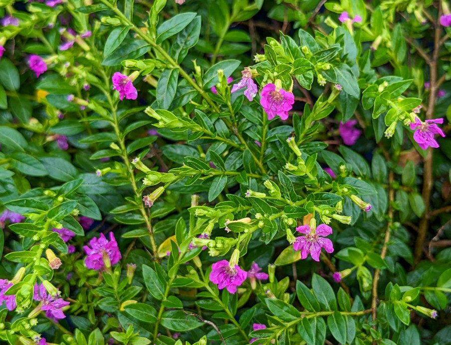 Set 2 Cuphea Allyson Heather Plant – 3-5″ Tall – Lavender Pink Flowering Plant