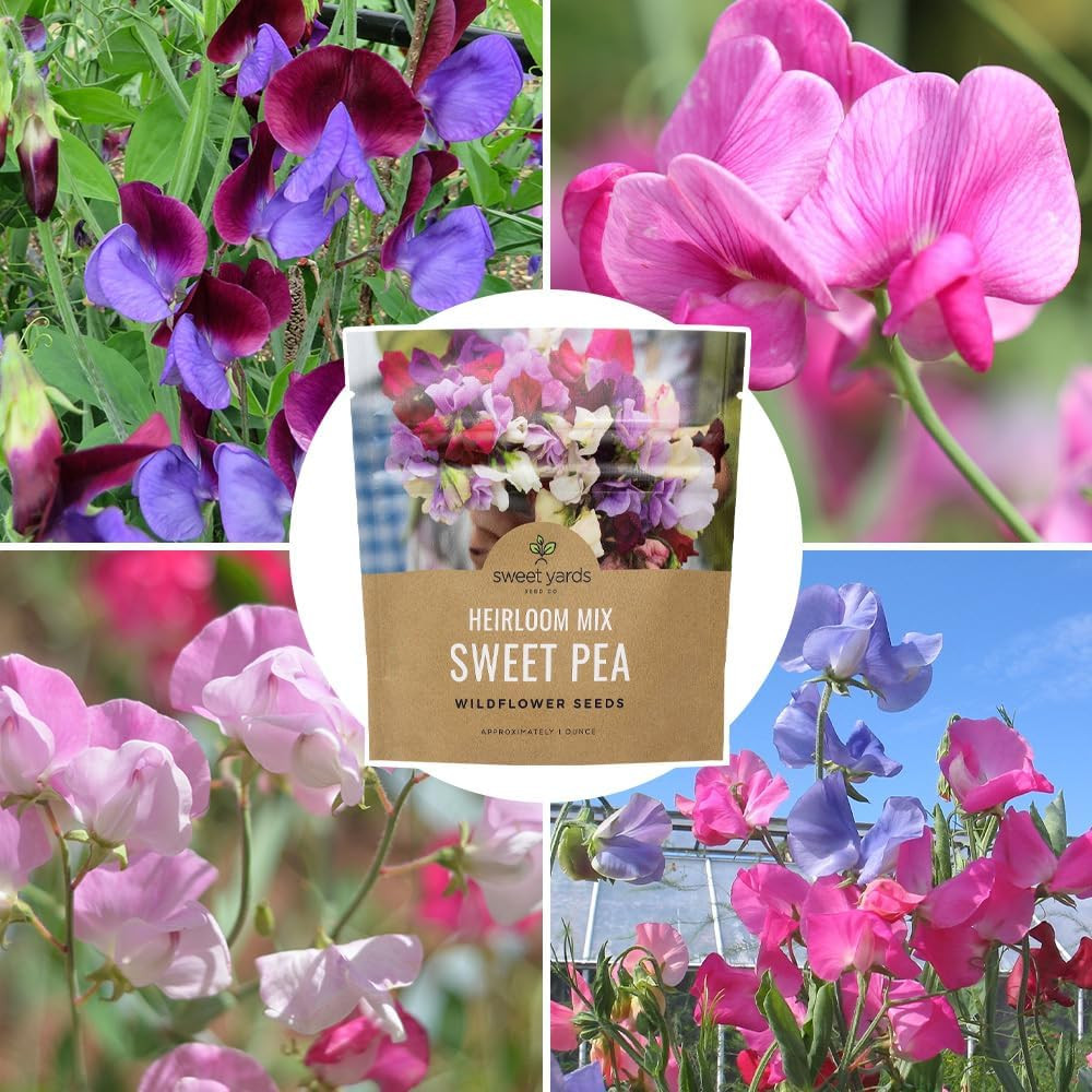 Sweet Pea Seeds Heirloom Mix – Bulk 1 Ounce Packet – over 350 Seeds – Large Frag