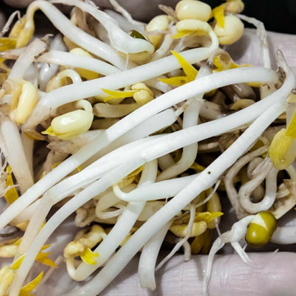ORGANIC MUNG BEAN SPROUTING SEEDS – EASY GROW FRESH – CHINESE FOOD. 5.2 oz