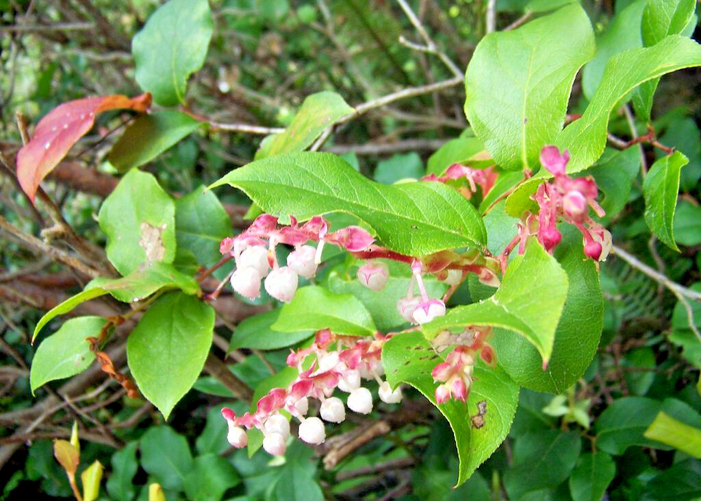SALAL 1001 SEEDS GAULTHERIA SHALON, HARDY EVERGREEN SHRUB, EDIBLE BERRIES