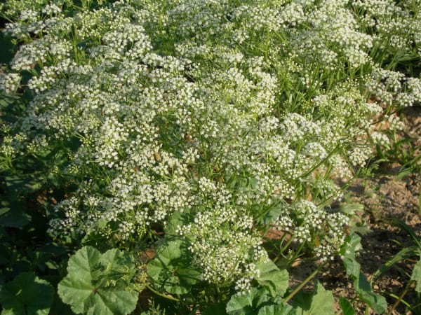 Anise Seeds – 1/4 TSP (200+ seeds)