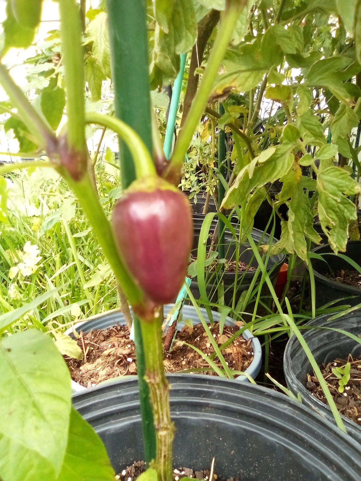 Purple Side Kick Pepper Seeds (Sweet&Spicy)