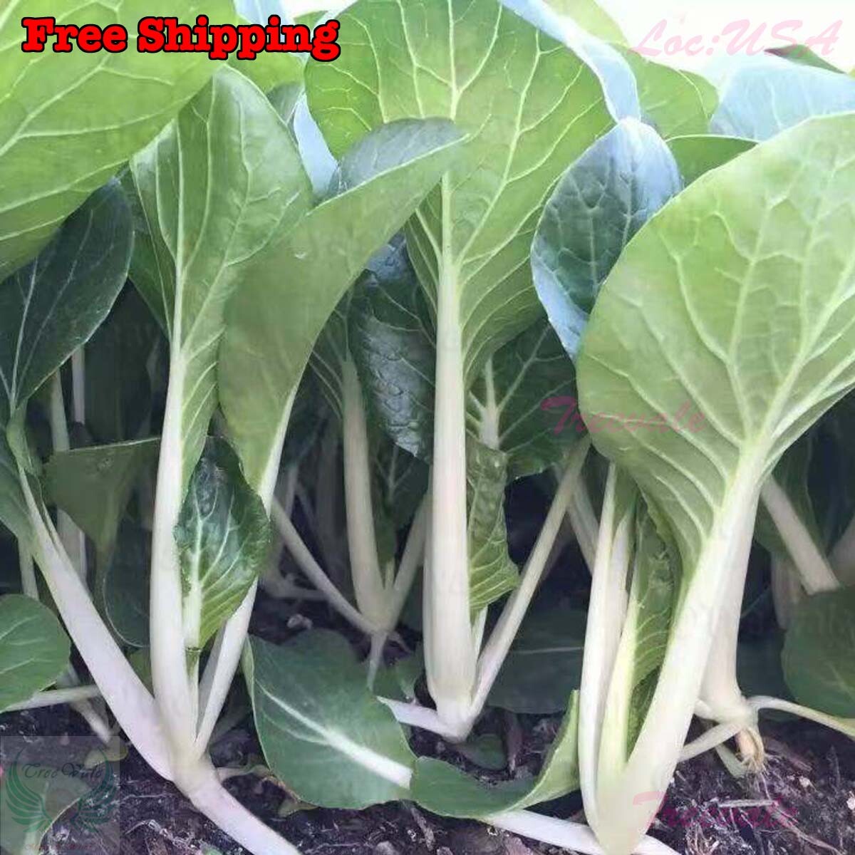 Canton Pak Choi-Long White Stem, Taisai, Bok Choy, Chinese Cabbage SEEDS