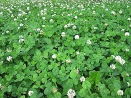 5 Lbs Hunter’s Pride White LADINO CLOVER SEED For Deer Food Plot & Bees Chickens