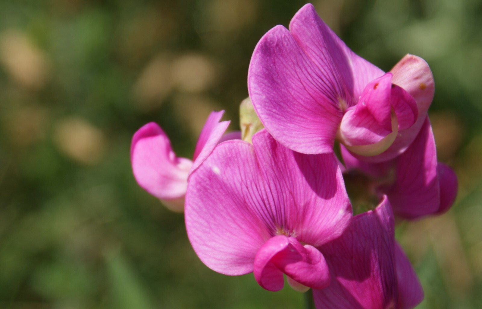 Fragrant Sweet Pea Royal Family Mix, Lathyrus odoratus, Annual Vine Seeds