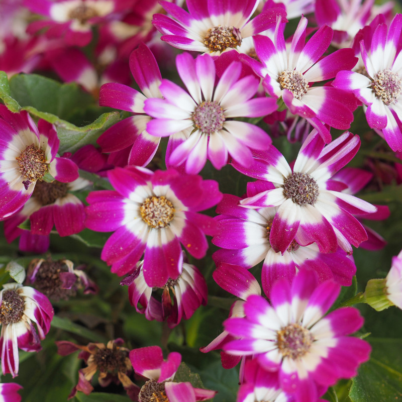 Daisy Seeds 125+ Seeds Daisy Flower, Flower Seeds, Annual Seeds, Garden Seeds