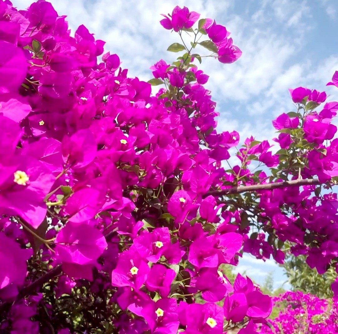 200 Deep Pink Bougainvillea Seeds Perennial Ornamental Low Maintenance Fast-Grow