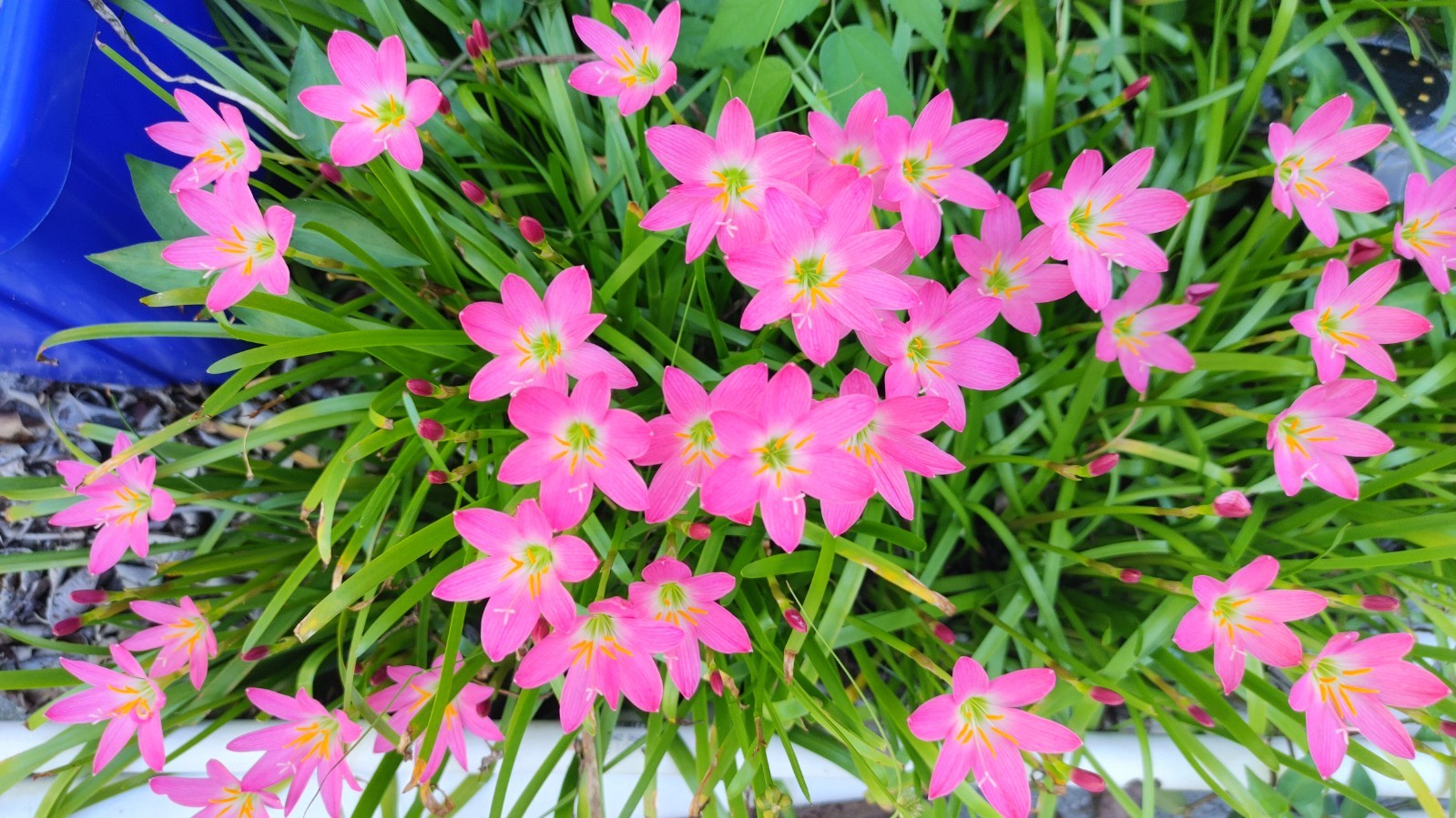 Rain Lily, Zephyranthes Pink, White, Yellow, Bulb or seed to chose from.